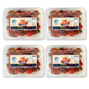 생생스토리 스테비아 대추방울토마토 대추토망고, 500g, 4개