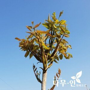 [나무인] 참옻나무묘목 5그루